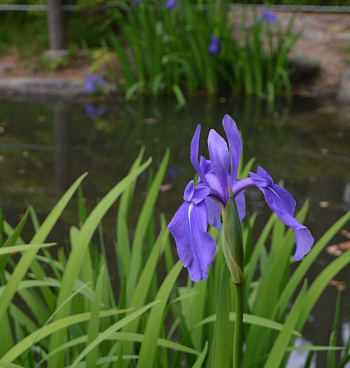 Ирис гладкий