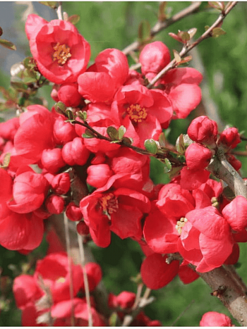 Айва превосходная Red Trail