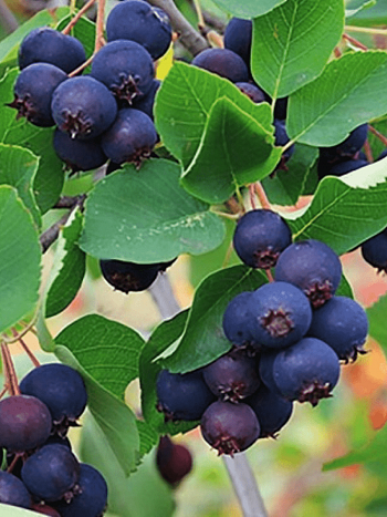 Ирга канадская  Forest Prince