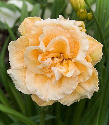 Лилейник гибридный Икебана Стар