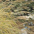 Молиния тростниковая Cordoba