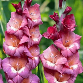 Гладиолус Torino