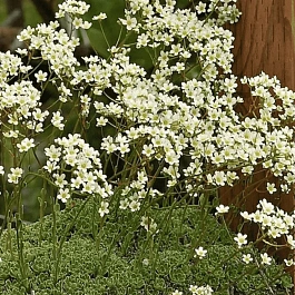 Камнеломка метельчатая