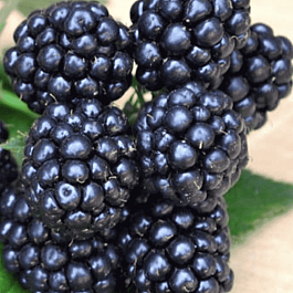 Ежевика Аpache