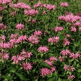 Монарда гибридная Croftway Pink