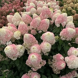 Гортензия метельчатая Pinkachu