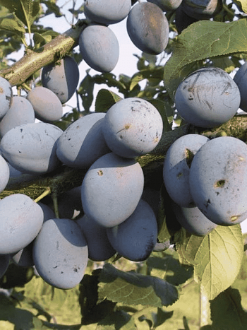 Слива домашняя Синичка