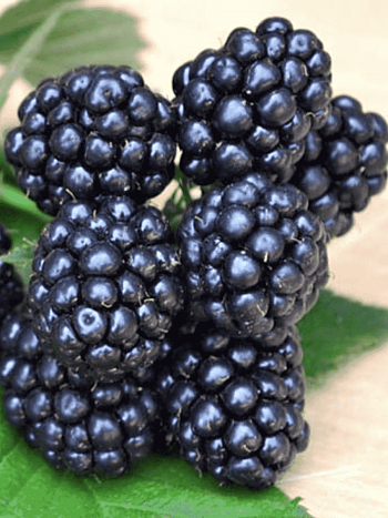 Ежевика Аpache