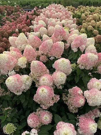 Гортензия метельчатая Pinkachu