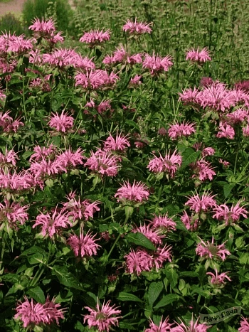 Монарда гибридная Croftway Pink