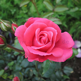 Роза флорибунда Bella Rosa