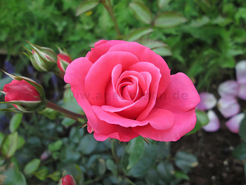 Роза флорибунда Bella Rosa