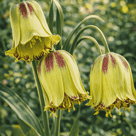 Рябчик императорский Acmopetala