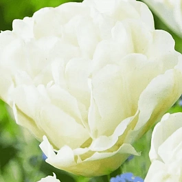 Тюльпан махровый North Cape