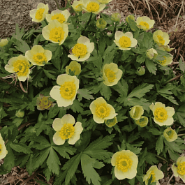 Купальница рыхлая Albiflorus