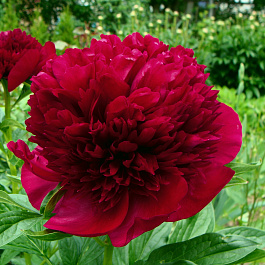 Пион травянистый Ред Чарм