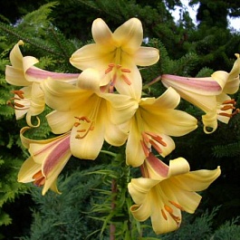 Лилия Golden Splendour
