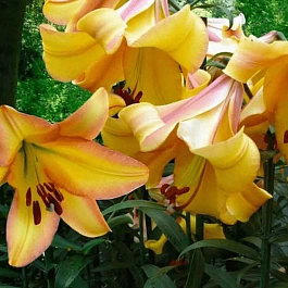 Лилия Rising Moon