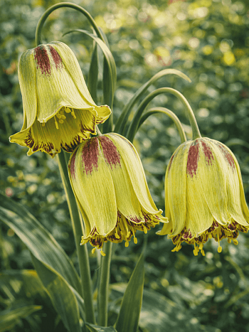 Рябчик императорский Acmopetala