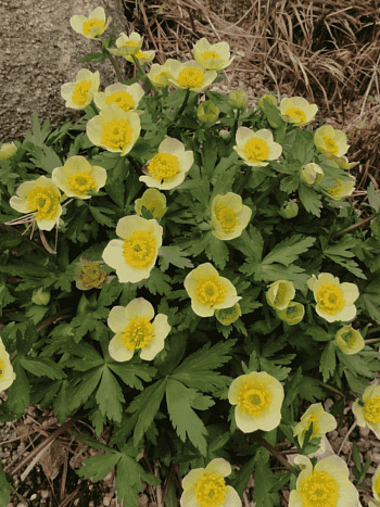 Купальница рыхлая Albiflorus