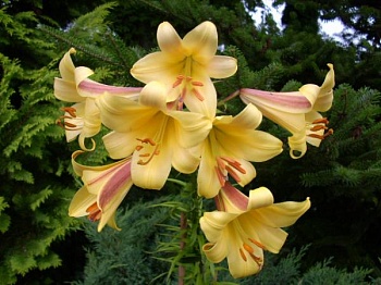 Лилия Golden Splendour