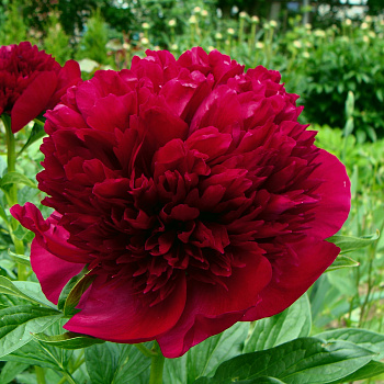 Пион травянистый Ред Чарм Пион травянистый Ред Чарм