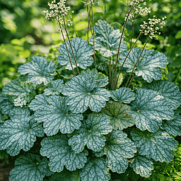 Гейхера Pinot Noir