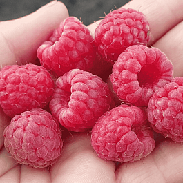 Малина Georgia