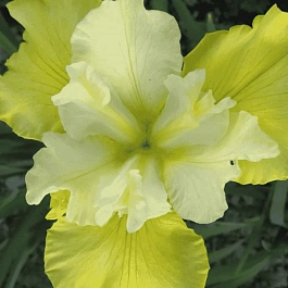 Ирис сибирский Summer Revels