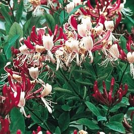 Жимолость вьющаяся Serotina