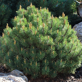 Сосна горная