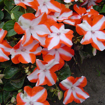 Бальзамин Баланс Оранж Стар