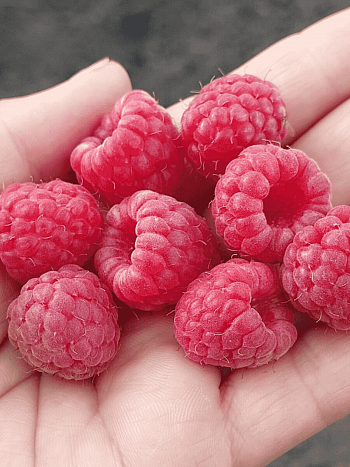 Малина Georgia