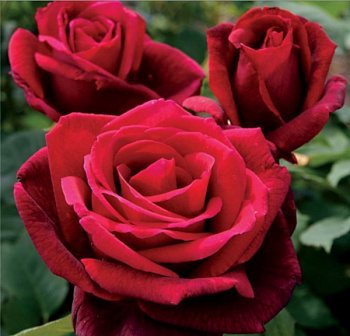 Роза чайно-гибридная Мистер Линкольн