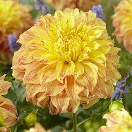 Георгина Декоративная Эль Соль