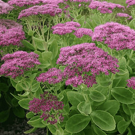 Очиток видный Brilliant