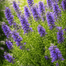 Иссоп лекарственный Nectar Blue