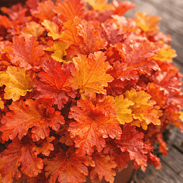 Гейхера Amber Sea