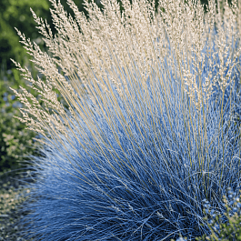 Овсяница аметистовая