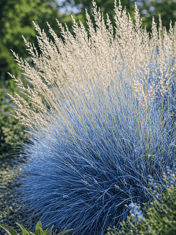 Овсяница аметистовая