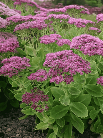 Очиток видный Brilliant