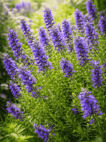 Иссоп лекарственный Nectar Blue