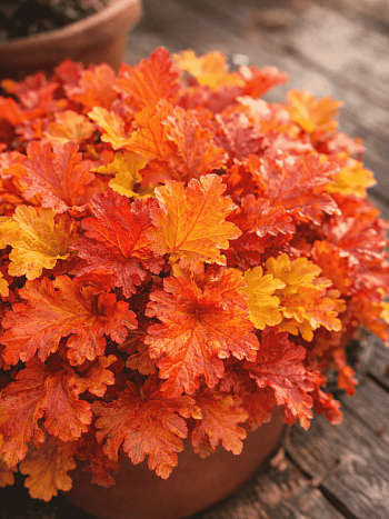 Гейхера Amber Sea