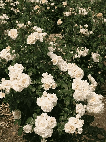 Роза Флорибунда Lions Rose