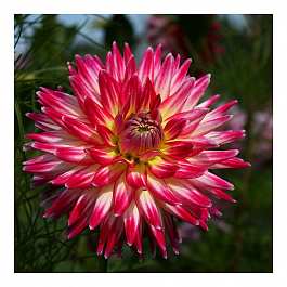 Георгина Полукактусовая Ча Ча