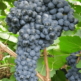 Виноград культурный Памяти Домбровской