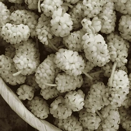 Шелковица белая