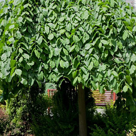 Вяз шершавый Пендула штамб