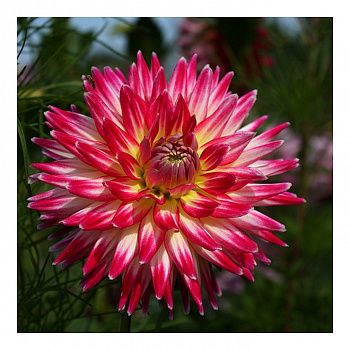 Георгина Полукактусовая Ча Ча