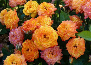 Роза миниатюрная Бэби Маскарад